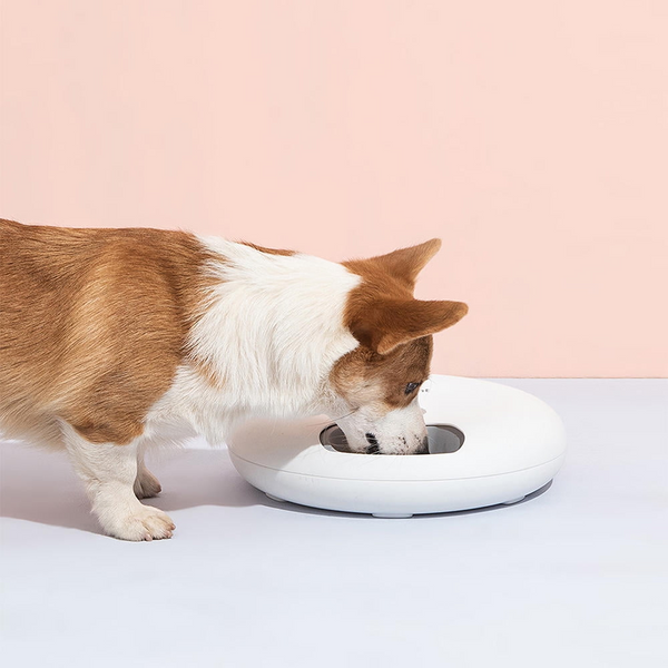 6 Meals Automatic Pet Food Dispenser